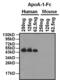 Mouse IgG (Fc) antibody, 31439, Invitrogen Antibodies, Western Blot image 