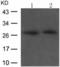 Cellular Communication Network Factor 5 antibody, TA321607, Origene, Western Blot image 
