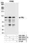 Promyelocytic Leukemia antibody, A301-167A, Bethyl Labs, Immunoprecipitation image 