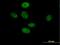 TLE Family Member 3, Transcriptional Corepressor antibody, H00007090-B01P, Novus Biologicals, Immunofluorescence image 