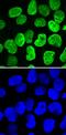 PR/SET Domain 14 antibody, AF6175, R&D Systems, Immunofluorescence image 