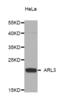 ADP Ribosylation Factor Like GTPase 3 antibody, abx004983, Abbexa, Western Blot image 