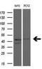 DNA repair protein RAD51 homolog 2 antibody, M20019, Boster Biological Technology, Western Blot image 