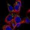 EDA antibody, PA5-65199, Invitrogen Antibodies, Immunofluorescence image 