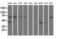 Golgi reassembly-stacking protein 1 antibody, LS-C115344, Lifespan Biosciences, Western Blot image 
