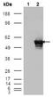 GA Binding Protein Transcription Factor Subunit Alpha antibody, AM06245SU-N, Origene, Western Blot image 