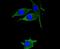 Heat Shock Protein Family B (Small) Member 8 antibody, NBP2-67836, Novus Biologicals, Immunofluorescence image 
