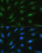RAD50 Double Strand Break Repair Protein antibody, 18-931, ProSci, Immunofluorescence image 