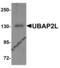 Ubiquitin Associated Protein 2 Like antibody, 8371, ProSci Inc, Western Blot image 