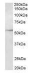 Tubulin Beta 3 Class III antibody, orb43523, Biorbyt, Western Blot image 