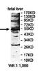 Scianna blood group antigen antibody, orb78394, Biorbyt, Western Blot image 