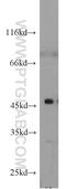 Cytohesin 2 antibody, 10405-1-AP, Proteintech Group, Western Blot image 
