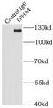 Sek1 antibody, FNab02802, FineTest, Immunoprecipitation image 
