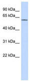 Potassium voltage-gated channel subfamily G member 1 antibody, TA338759, Origene, Western Blot image 