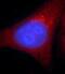 Alcohol dehydrogenase class-3 antibody, FNab03679, FineTest, Immunofluorescence image 
