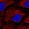 Metastasis-suppressor KiSS-1 antibody, PA5-57314, Invitrogen Antibodies, Immunofluorescence image 