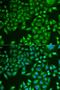 Pancreatic lipase antibody, orb373629, Biorbyt, Immunofluorescence image 