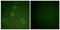 ETS Transcription Factor ELK3 antibody, GTX87410, GeneTex, Immunofluorescence image 
