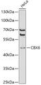 Chromobox 6 antibody, 19-714, ProSci, Western Blot image 