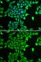 Proteasome Subunit Alpha 6 antibody, GTX65847, GeneTex, Immunocytochemistry image 