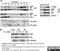 Influenza B Virus Nucleoprotein antibody, MCA403, Bio-Rad (formerly AbD Serotec) , Enzyme Linked Immunosorbent Assay image 