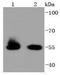 Heat Shock Protein Family A (Hsp70) Member 14 antibody, A09630-1, Boster Biological Technology, Western Blot image 