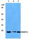 Zinc finger HIT domain-containing protein 1 antibody, A12010-1, Boster Biological Technology, Western Blot image 
