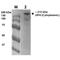 Low-density lipoprotein receptor-related protein 4 antibody, MA5-27674, Invitrogen Antibodies, Western Blot image 