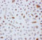 Peroxiredoxin 3 antibody, LS-C312980, Lifespan Biosciences, Immunocytochemistry image 