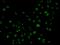 Phospholipase C Gamma 2 antibody, orb48493, Biorbyt, Immunofluorescence image 
