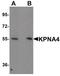 Karyopherin Subunit Alpha 4 antibody, PA5-21033, Invitrogen Antibodies, Western Blot image 