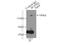 ESET antibody, 11231-1-AP, Proteintech Group, Immunoprecipitation image 