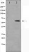 Kruppel Like Factor 11 antibody, orb224601, Biorbyt, Western Blot image 