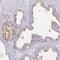 Solute carrier family 17 member 9 antibody, NBP2-30850, Novus Biologicals, Immunohistochemistry frozen image 