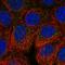Vav Guanine Nucleotide Exchange Factor 2 antibody, HPA003224, Atlas Antibodies, Immunofluorescence image 