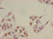 Histone H2B type 1-B antibody, LS-C670396, Lifespan Biosciences, Immunocytochemistry image 