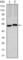 Carbonic Anhydrase 9 antibody, abx010480, Abbexa, Western Blot image 