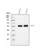 Angiotensinogen antibody, PA1643, Boster Biological Technology, Western Blot image 