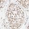 Zinc Finger Protein 540 antibody, NBP1-84170, Novus Biologicals, Immunohistochemistry frozen image 