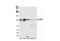 Zinc fingers and homeoboxes protein 1 antibody, NB600-244, Novus Biologicals, Western Blot image 