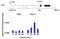 Erk1 antibody, MA1-13041, Invitrogen Antibodies, Chromatin Immunoprecipitation image 