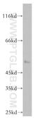 Poly(ADP-Ribose) Polymerase Family Member 15 antibody, 18126-1-AP, Proteintech Group, Western Blot image 