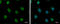 Heterogeneous Nuclear Ribonucleoprotein A/B antibody, GTX101852, GeneTex, Immunocytochemistry image 