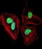 Nuclear factor 1 A-type antibody, orb137533, Biorbyt, Immunofluorescence image 