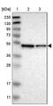 ERGIC And Golgi 3 antibody, PA5-53289, Invitrogen Antibodies, Western Blot image 