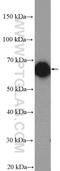 Rho Guanine Nucleotide Exchange Factor 4 antibody, 55213-1-AP, Proteintech Group, Western Blot image 