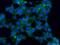 CD300 Molecule Like Family Member G antibody, 15426-1-AP, Proteintech Group, Immunofluorescence image 