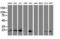 Ubiquitin Conjugating Enzyme E2 E3 antibody, LS-C175119, Lifespan Biosciences, Western Blot image 