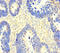 Phosphatidylinositide phosphatase SAC1 antibody, LS-C397448, Lifespan Biosciences, Immunohistochemistry paraffin image 