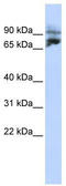 Kinesin Family Member 2A antibody, TA334688, Origene, Western Blot image 